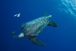 turtle-jpg__1072x720_q85_crop