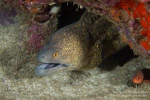 Photo courtesy from Matthew Meier