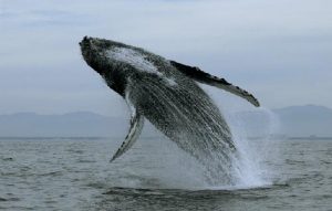 Photo courtesy from Viva Natura