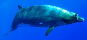 Photo courtesy from Pinterest