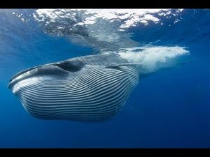 Photo courtesy from Youtube