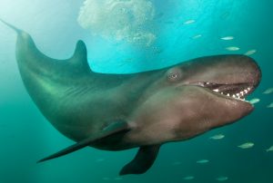 Photo courtesy from scholastic.com