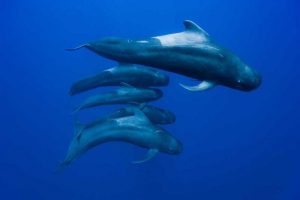 Photo courtesy from AnimalWorld 